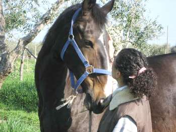 Cavallo in doma dolce