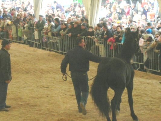 Concorso Mercato del Cavallo Murgese